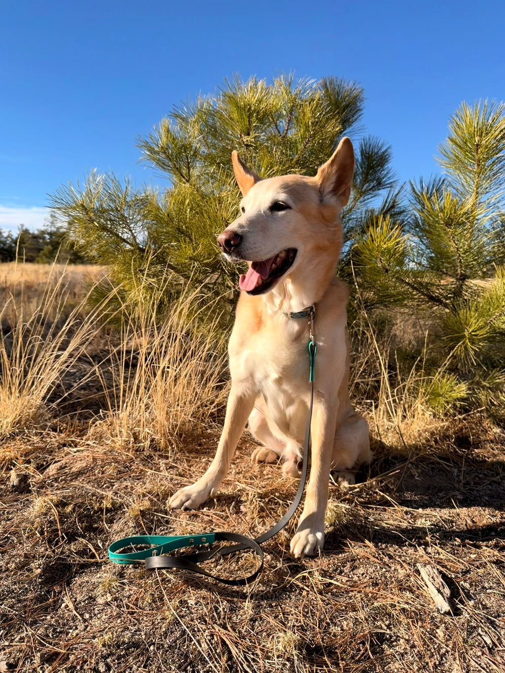 Standard Leash