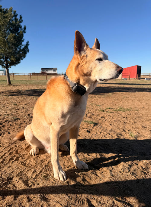 Adjustable E-Collar Strap