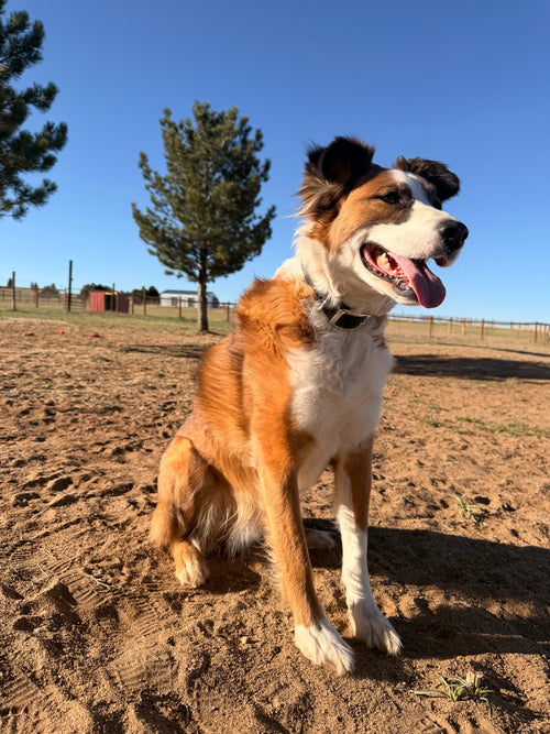 Standard Buckle Collar