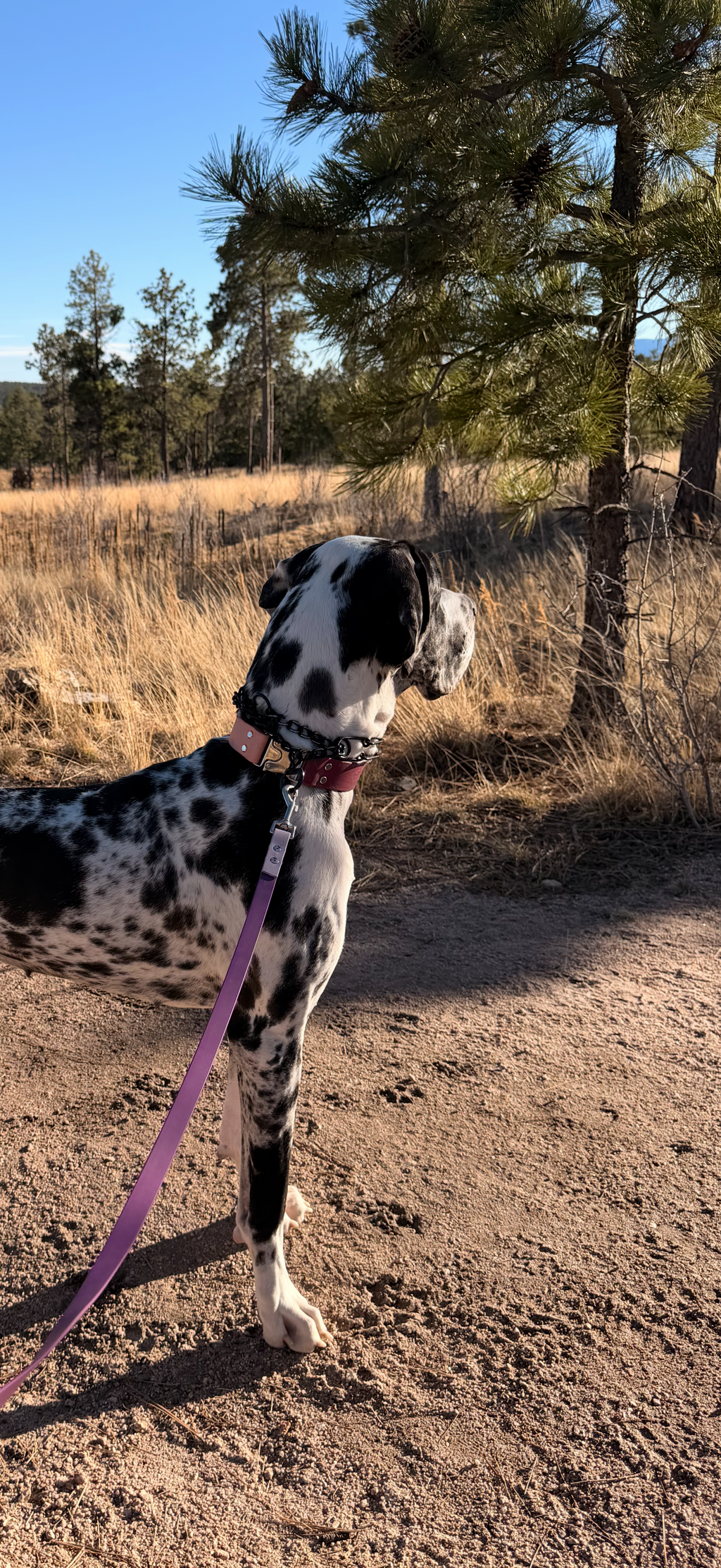 Adjustable Quick-Release Collar
